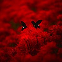 Ebola - Red Heaven