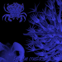 Crustacea Zo&euml;a Larvae - The Blue Crustacean