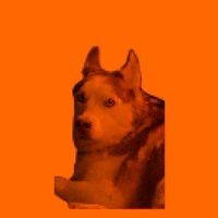 Yayu - Dog Album