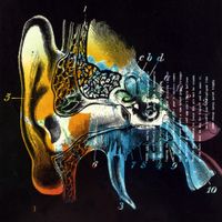 Liquorice - Listening Cap