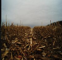 Vit - The Dry Season