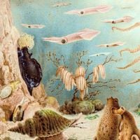 Chypho - Episodes in Oceanography