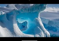 Muntjax - Antarctica