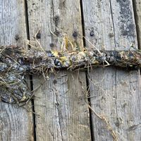 OSB - Oats Scrouts Boats