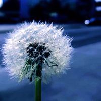 Big TKS - Wish