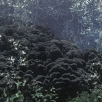 Wudec - Missing Pages