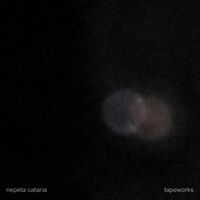 Nepeta Cataria - Tapeworks