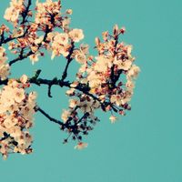 keshi - magnolia