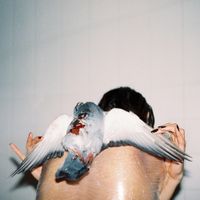 SITOI - Kyyhky