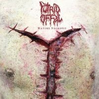 Putrid Offal - Mature Necropsy