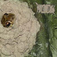Phyllomedusa - The Mudgician