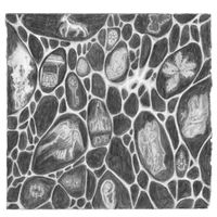 Optic Nerve - Angel Numbers
