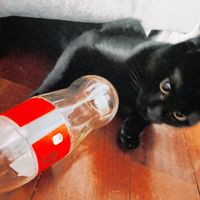 Pinguini Tattici Nucleari - Coca zero