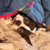 Eli S-L - Good Dog