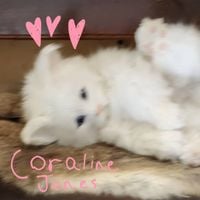 Coraline Jones - a cat calls home