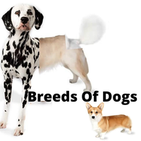 Yung Luv - Breeds Of Dogs