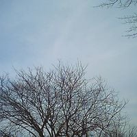 things left - Trees