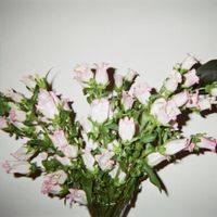 The Mar&iacute;as - Drip