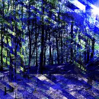 633397 - Forest