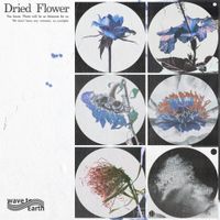 wave to earth - dried flower