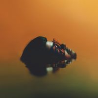 Mo'Ju - ORO, PLATA, MATA