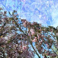 Anna Lily - Rosilla Place