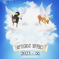 Lil Darkie - they just put my dog down (RIP TUGBOAT RIP PERCY)