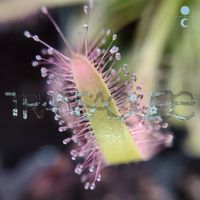 Various Artists - Transaqu&aelig;