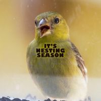Brian David Gilbert - it&rsquo;s nesting season