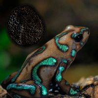 Humanity Execution - All Frogs Love Gorenoise