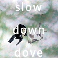 Steel Tipped Dove - Slow Down Dove