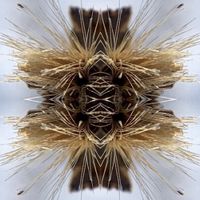 Yakuza - Sutra