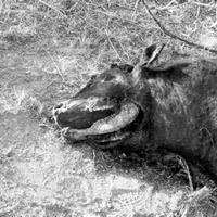 switchsystems - The Death Of Taurus