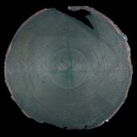 Charles Sumner Tainter - Disc 1 &ndash; 312119