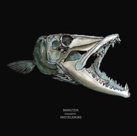 Baracuda - Knucklebone
