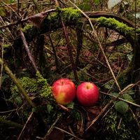 Sylfur - Apple In Crates