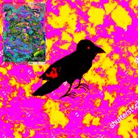 Girls Rituals - Black Crow