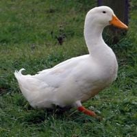 quinn - the duck song