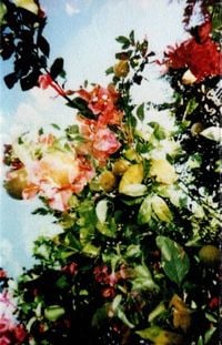 Merzbow - Hatomatsuri