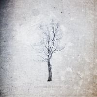 Bosques De Mi Mente - Nueve D&iacute;as de Invierno