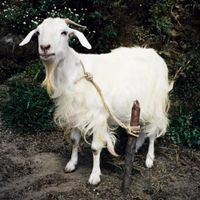 D&eacute;mira - Iggy