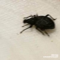 blesse - creusercreuser
