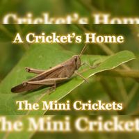 The Mini Crickets - A Cricket's Home