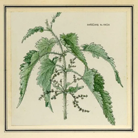 Ethel Cain - Nettles (Demo)