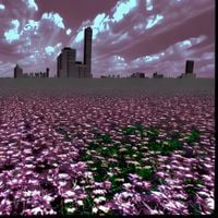 lexycat - flowerfield