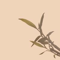 May Lily - Your Embraces Were Warm