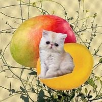 Remi Wolf - Mango Pit