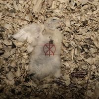 To The Grave - OFFCUTS