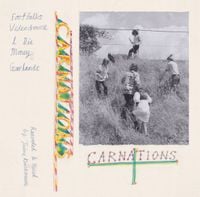 Carnations - Carnations