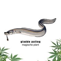 gladde paling - magische plant